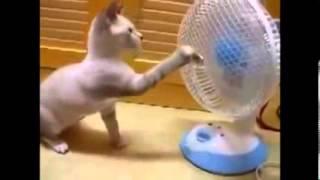 Funny Cat Videos 2014  - Komik Kedi Videoları